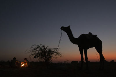 camel