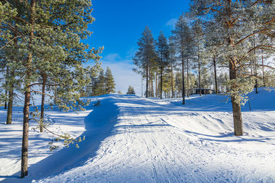 Trees on snow covered landscape