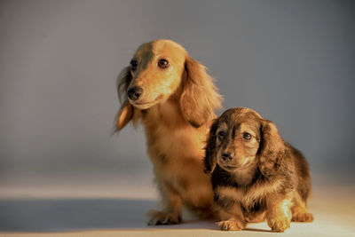 Portrait of a dog looking away