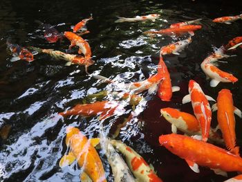 High angle view of koi carps swimming in pond