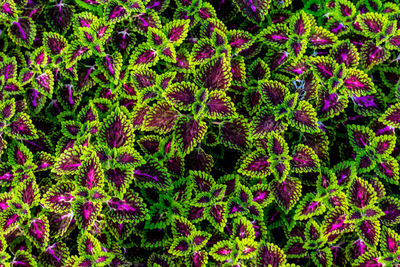 Full frame shot of pink flowering plants