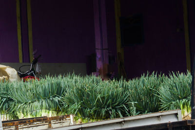 Potted plants on window of house