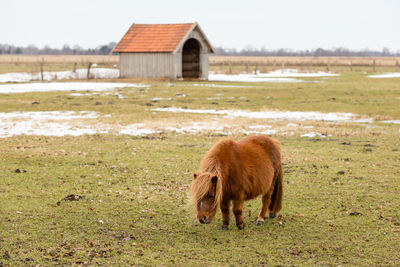 Lion in a field