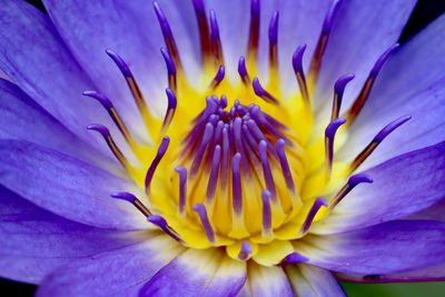 Close-up of purple flower