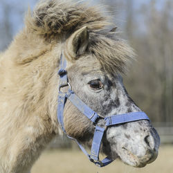 Close-up of horse outdoors