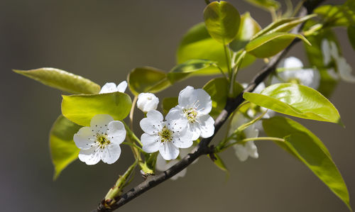 Close-up of white flowers blooming outdoors