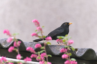 Low angle view of blackbird on roof