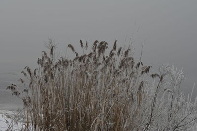 Plants against clear sky during winter