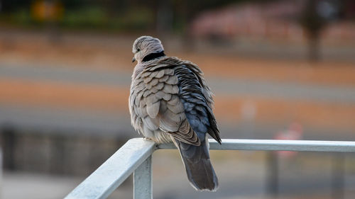 Close-up of bird perching on railing