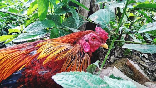 High angle view of rooster on plants