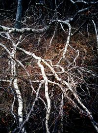 Bare trees on snow covered landscape