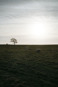 Scenic view of field against sky at sunset
