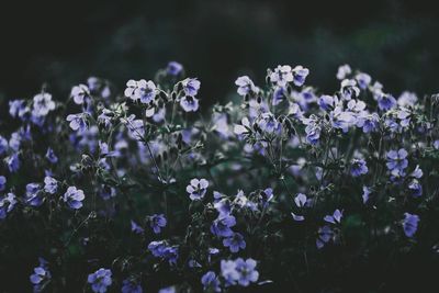 Close-up of purple flowers growing in field