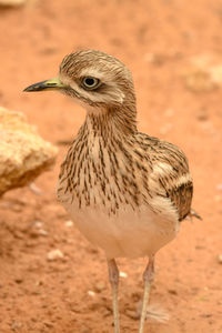 Close-up of a bird looking away