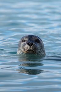 High angle view of swimming in sea