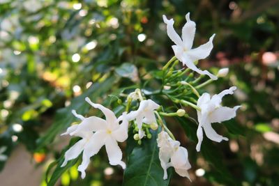 Close-up of white flowers blooming on tree