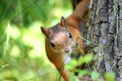 Squirrel on tree trunk