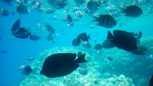 Fish swimming in aquarium