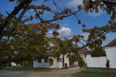 Trees by built structure against sky