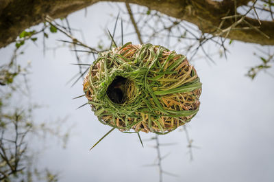 Close-up of weaver bird nest on branch against sky