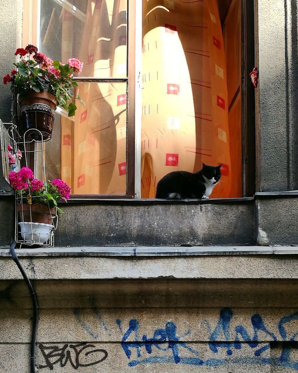 mammal, pets, animal themes, domestic animals, domestic cat, window, cat, no people, day, feline, built structure, building exterior, outdoors, architecture, one animal