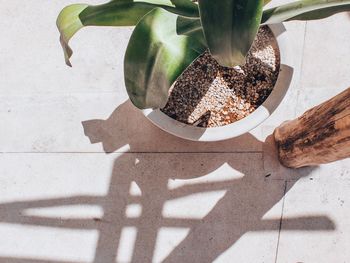 High angle view of potted plant on tiled floor