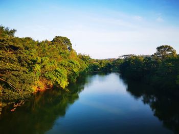 Scenic view of river amidst trees against sky