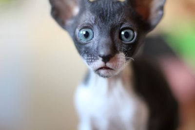 Close-up portrait of a cat