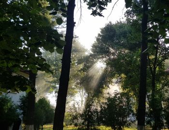 Low angle view of trees in forest