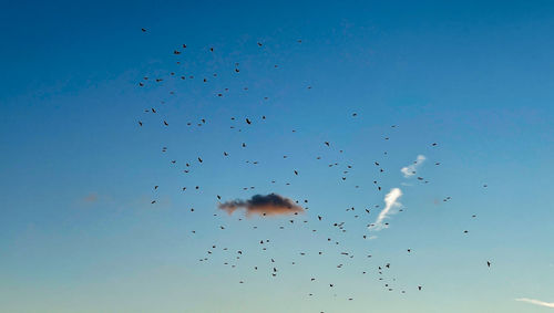 flock