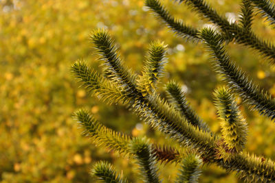 Close-up of fresh plant
