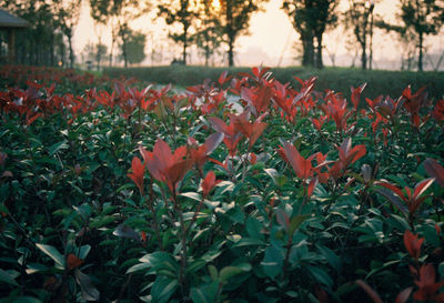 Close-up of red flowers growing on field