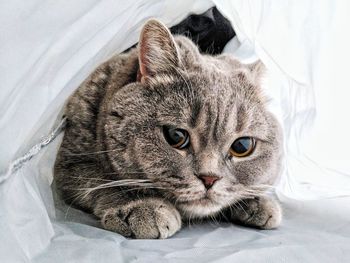 Close-up portrait of cat