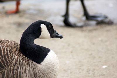 Close-up of a bird
