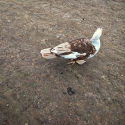 High angle view of bird on field