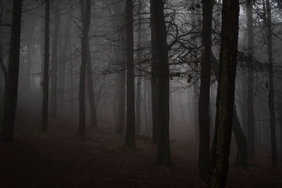 Trees in forest foggy