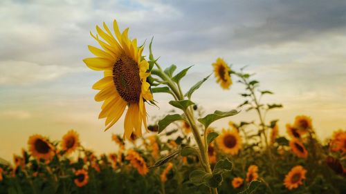 Close-up of yellow flowering plant on field against sky