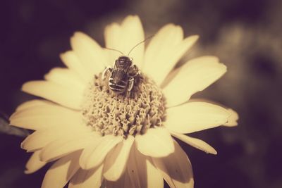 Close-up of bee on flower