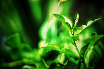 Close-up of fresh green plant