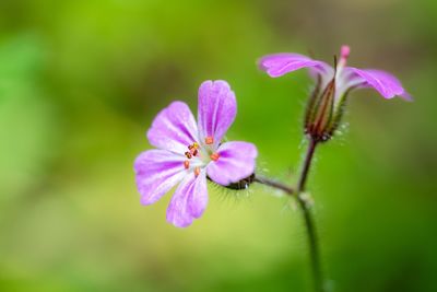 Close-up of pink flowering plant