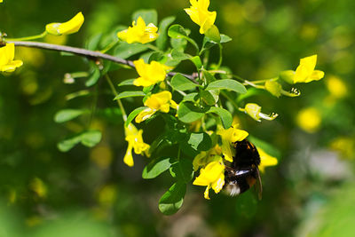 Close-up of insect on yellow flower