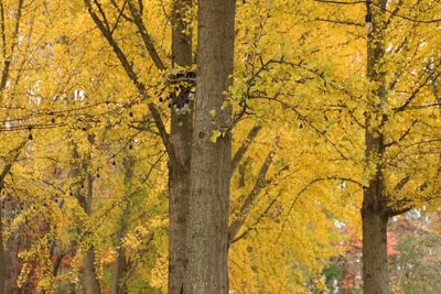 Close-up of autumn tree in forest