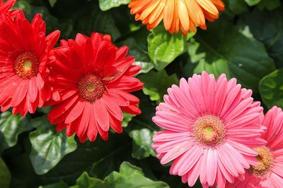Close-up of red flower