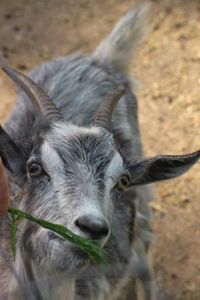 Close-up portrait of goat on field