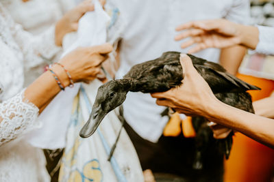 Close-up of hand holding bird