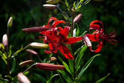 Close-up of red flowering plants