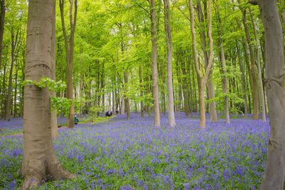 View of flowering bluebell plants in forest