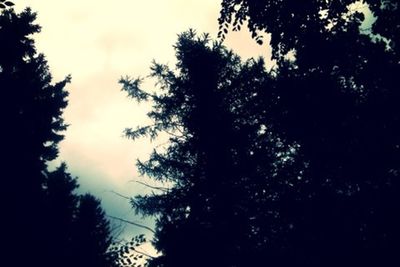 Low angle view of trees against sky