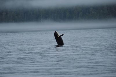 Whale in the wild