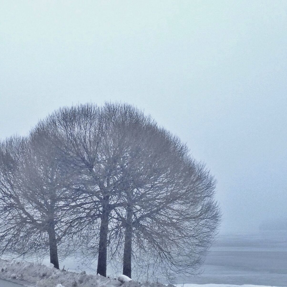 winter, snow, cold temperature, tree, weather, season, tranquility, tranquil scene, clear sky, nature, beauty in nature, field, frozen, scenics, bare tree, landscape, covering, growth, sky, day